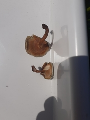 Lentinus substrictus