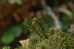 Phlegmariurus varius