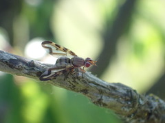 Otites lamed