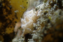 Goniodoris