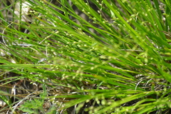 Dichanthelium depauperatum