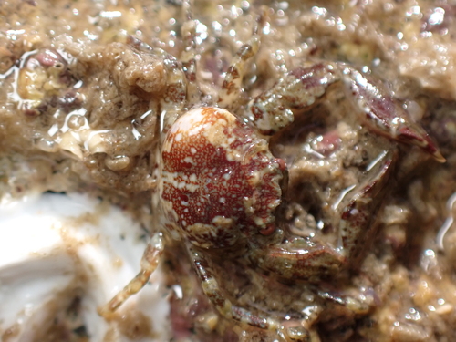 Representative image of Pleurocrypta