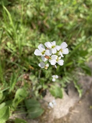 Cardamine dentata