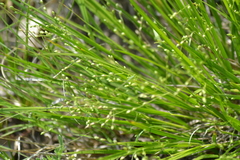 Dichanthelium depauperatum