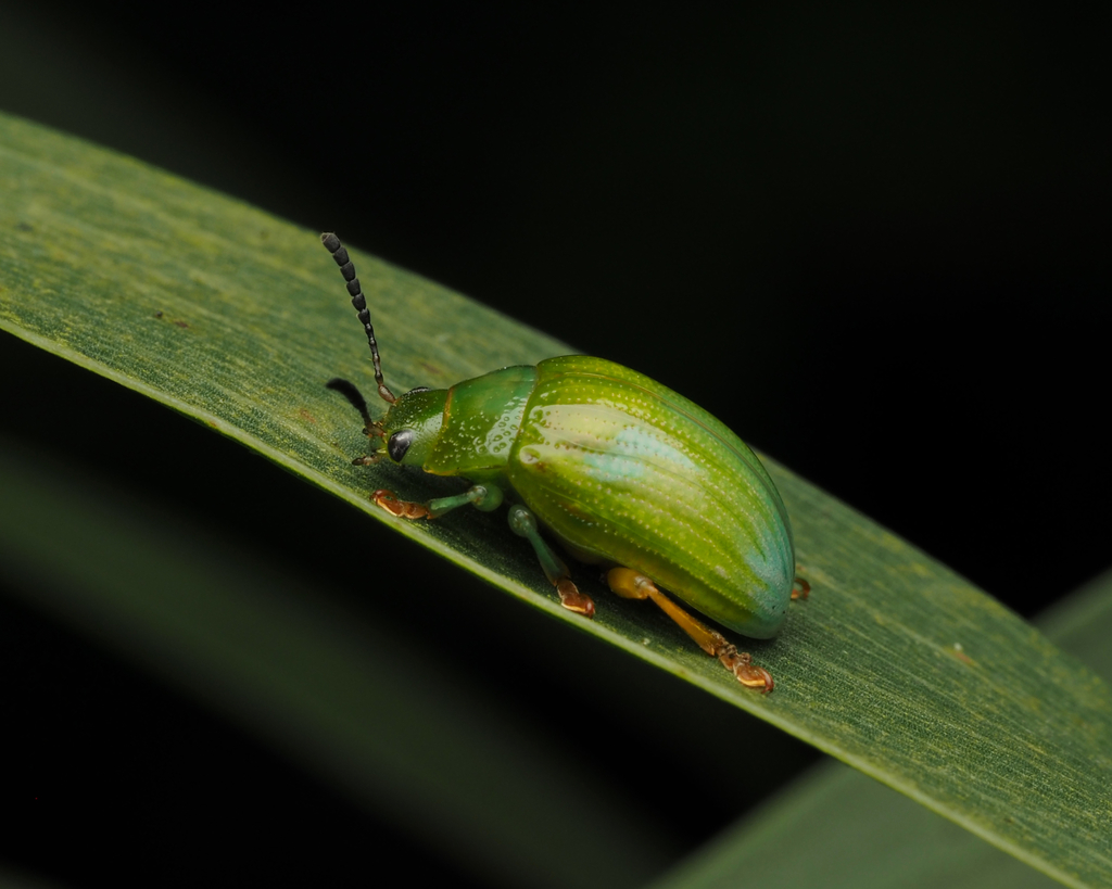 Calomela pallida