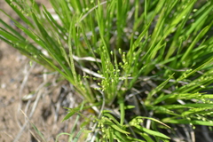 Dichanthelium depauperatum