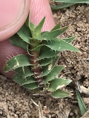 Tragus berteronianus