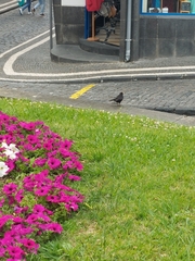 Turdus merula azorensis