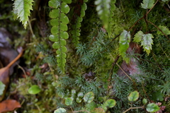 Polytrichadelphus magellanicus