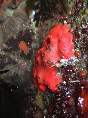Acarnus erithacus