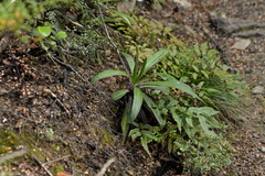 Celmisia spectabilis magnifica