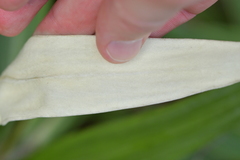 Celmisia spectabilis magnifica