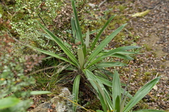 Celmisia spectabilis magnifica
