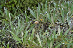 Celmisia spectabilis magnifica