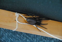 Segestria florentina