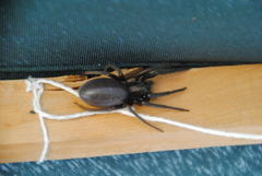 Segestria florentina