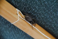 Segestria florentina