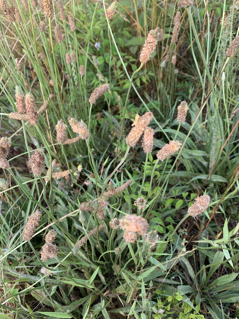section-lanceifolia-from-university-of-west-georgia-carrollton-ga-us
