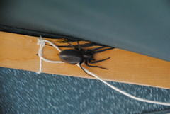 Segestria florentina