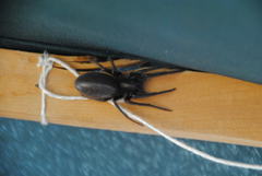 Segestria florentina