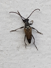 Brachyleptura