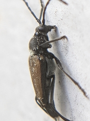 Brachyleptura