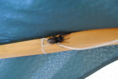 Segestria florentina