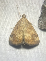 Pyrausta homonymalis