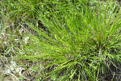 Dichanthelium depauperatum