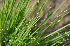 Dichanthelium depauperatum