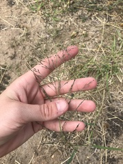 Eragrostis racemosa