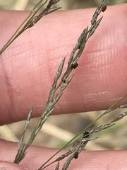 Eragrostis racemosa