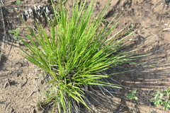 Dichanthelium depauperatum