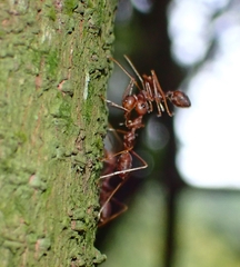Oecophylla smaragdina