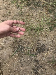 Eragrostis racemosa