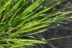 Dichanthelium depauperatum