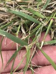 Eragrostis racemosa