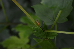 Toxonevra quinquemaculata