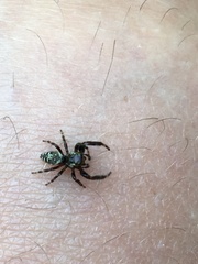 Macaroeris nidicolens