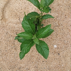 Gymnanthemum amygdalinum