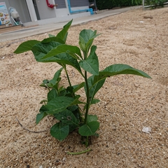 Gymnanthemum amygdalinum