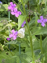 Anthocharis cardamines