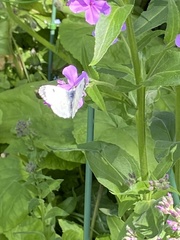 Anthocharis cardamines