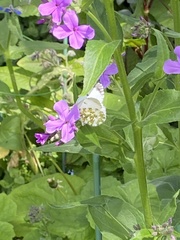 Anthocharis cardamines