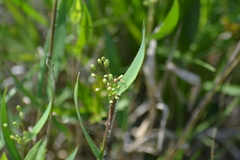 Dichanthelium implicatum