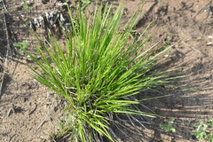 Dichanthelium depauperatum