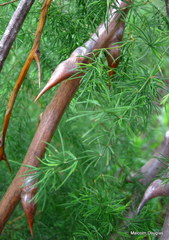 Asparagus buchananii