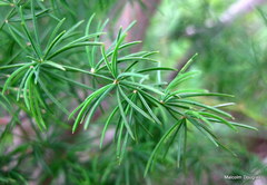 Asparagus buchananii