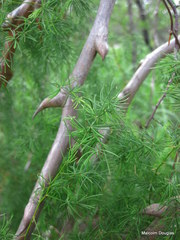 Asparagus buchananii