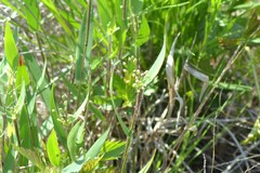 Dichanthelium implicatum